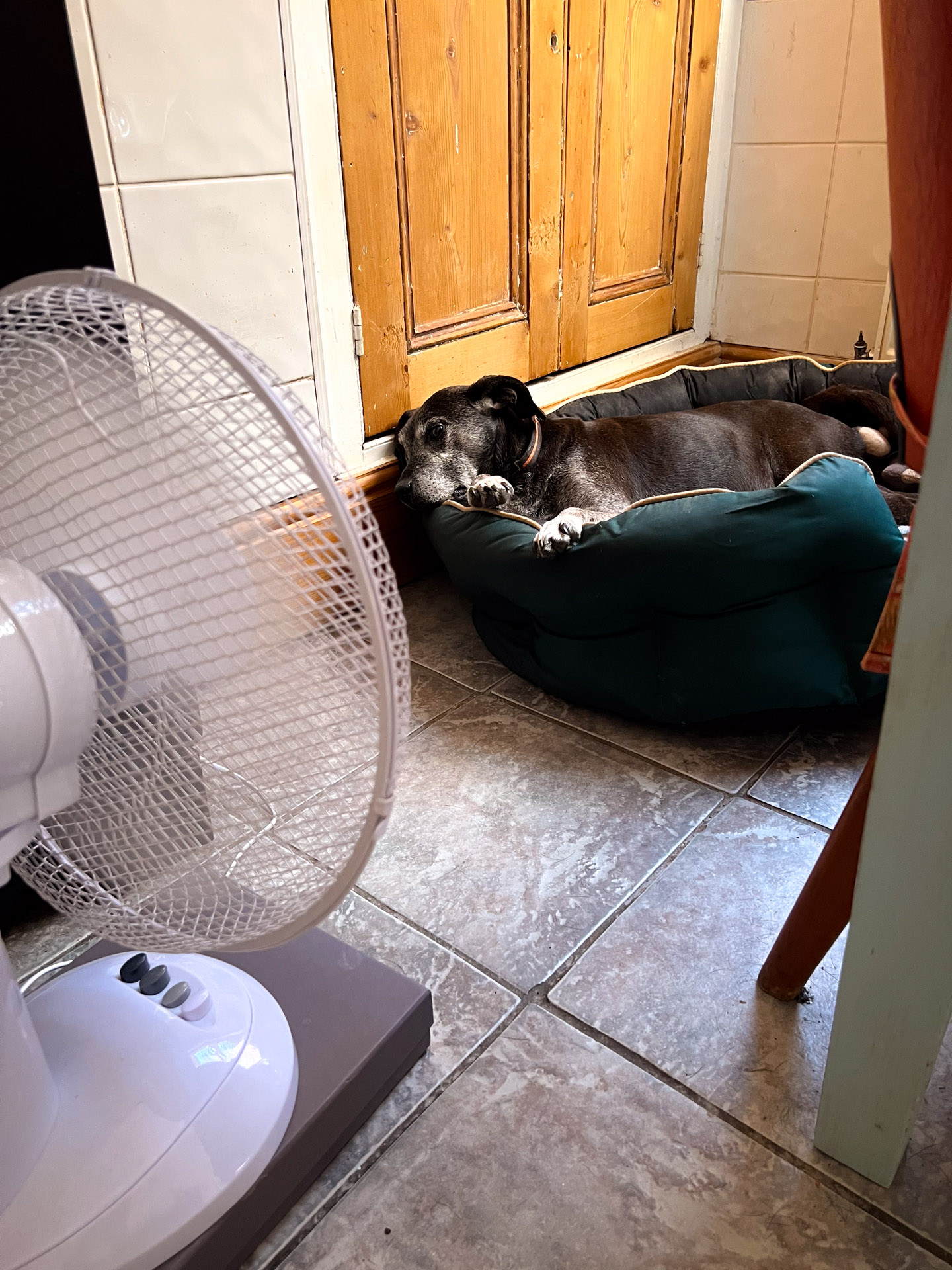 Dog Fan™