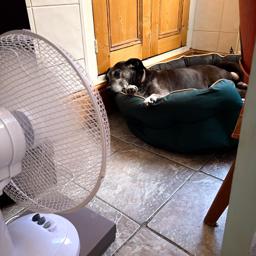 Dog Fan™